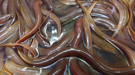 giải mã giấc mơ thấy lươn